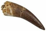 Fossil Plesiosaur (Zarafasaura) Tooth - Morocco #349813-1
